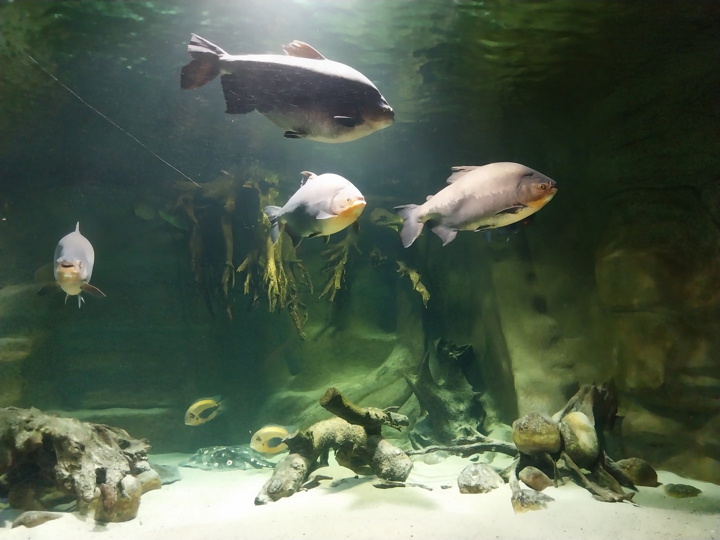 Palmiarnia Miejska Gliwice - Aquarium - Amazon aquarium - Black Pacu (Colossoma macropomum)