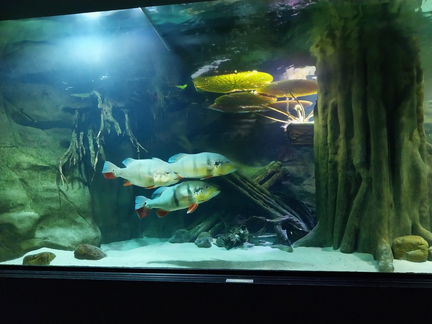 Palmiarnia Miejska Gliwice - Aquarium - Amazon aquarium - Blue Peacock Bass (Cichla monoculus)