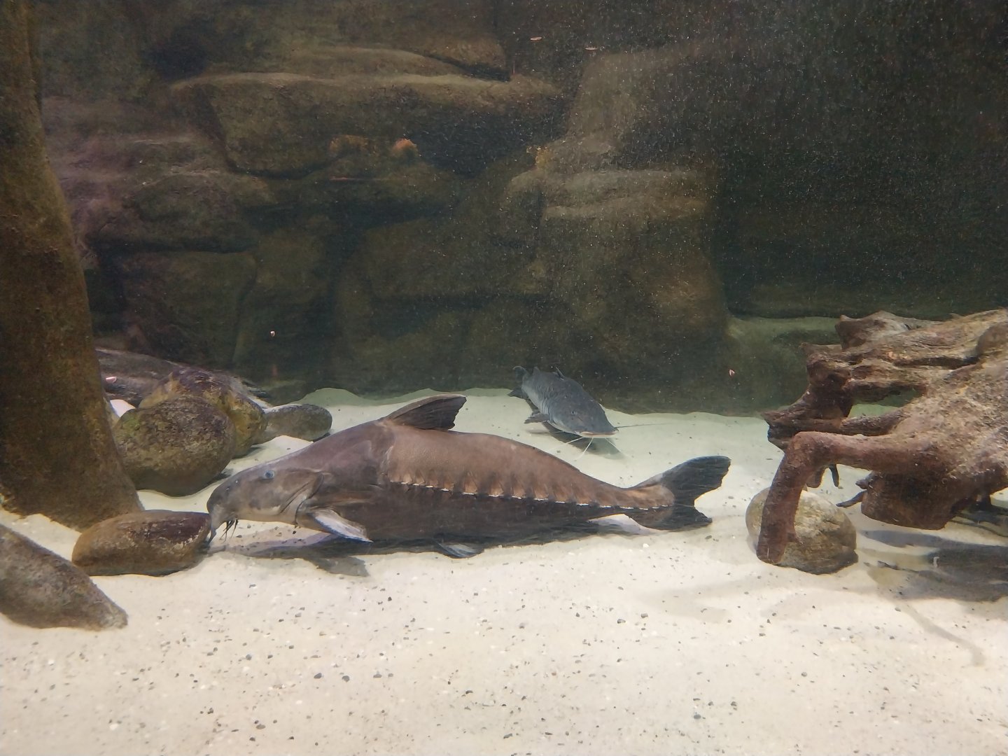 Palmiarnia Miejska Gliwice - Aquarium - Amazon aquarium - Ripsaw Catfish (Oxydoras niger) and Barred Sorubim (Pseudoplatystoma fasciatum)
