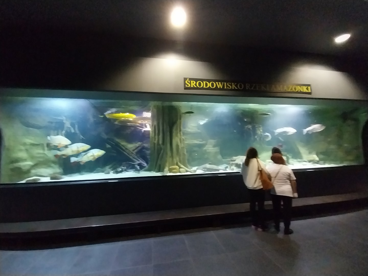 Palmiarnia Miejska Gliwice - Aquarium - Amazon aquarium