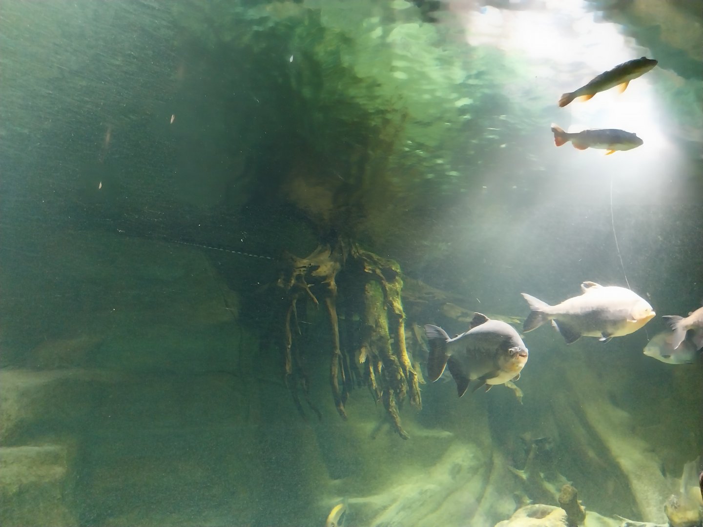 Palmiarnia Miejska Gliwice - Aquarium - Amazon aquarium