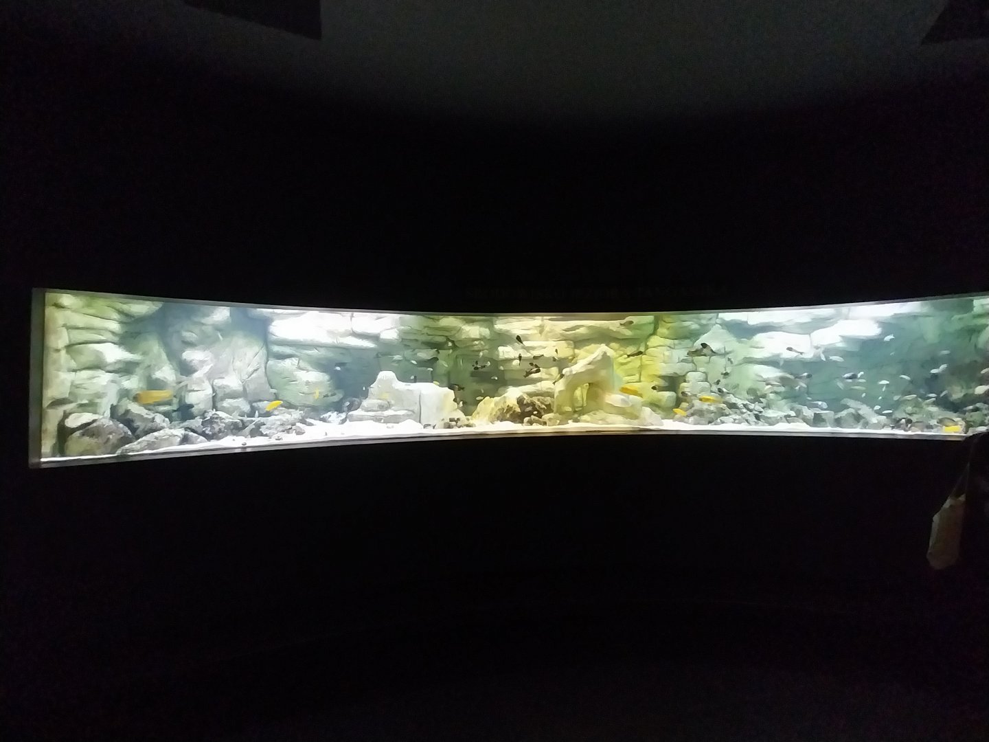 Palmiarnia Miejska Gliwice - Aquarium - Lake Tanganyika aquarium