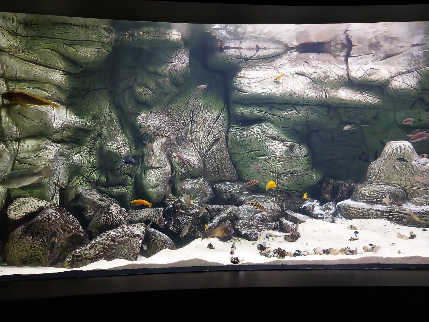 Palmiarnia Miejska Gliwice - Aquarium - Lake Tanganyika aquarium