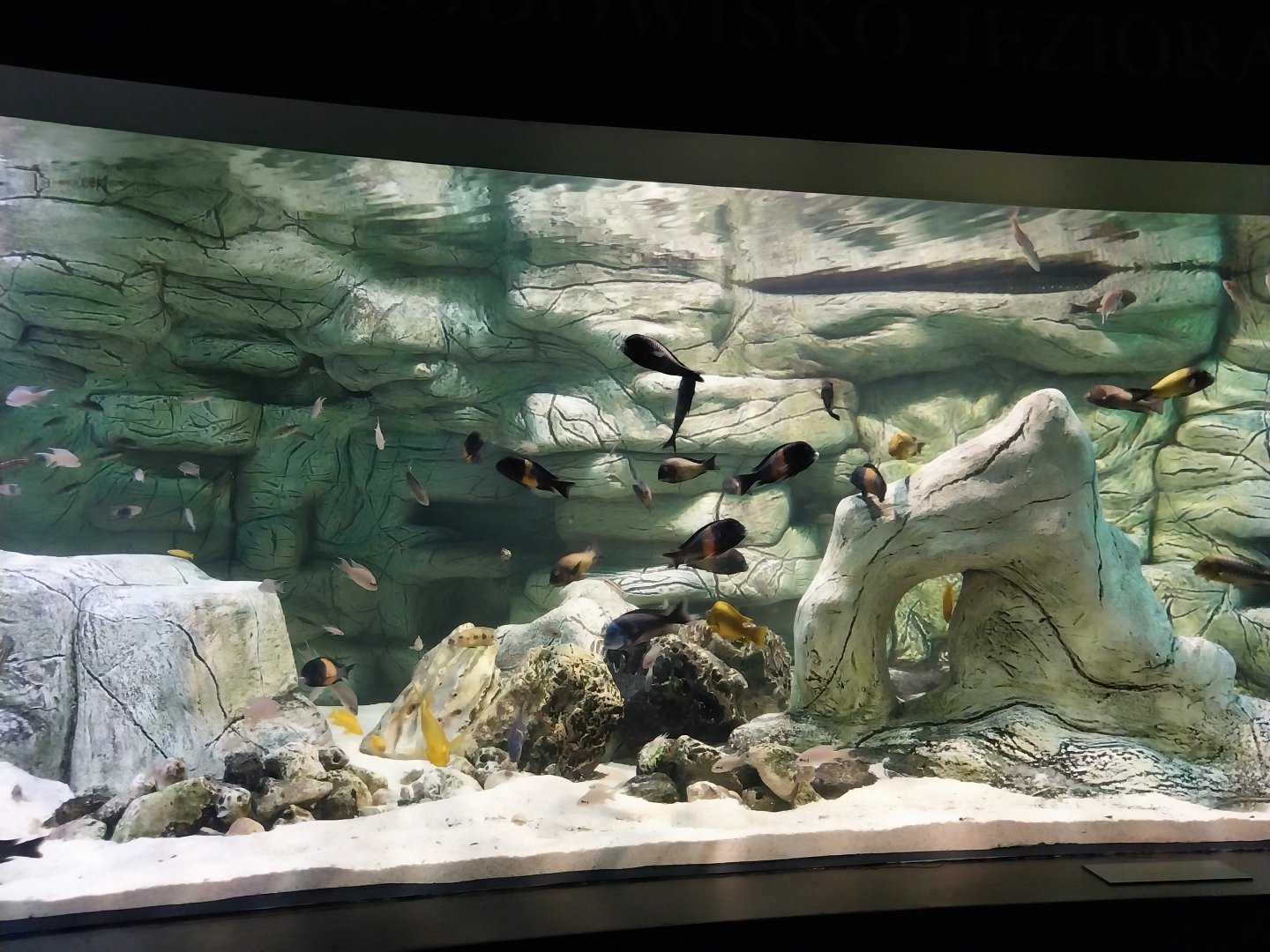 Palmiarnia Miejska Gliwice - Aquarium - Lake Tanganyika aquarium