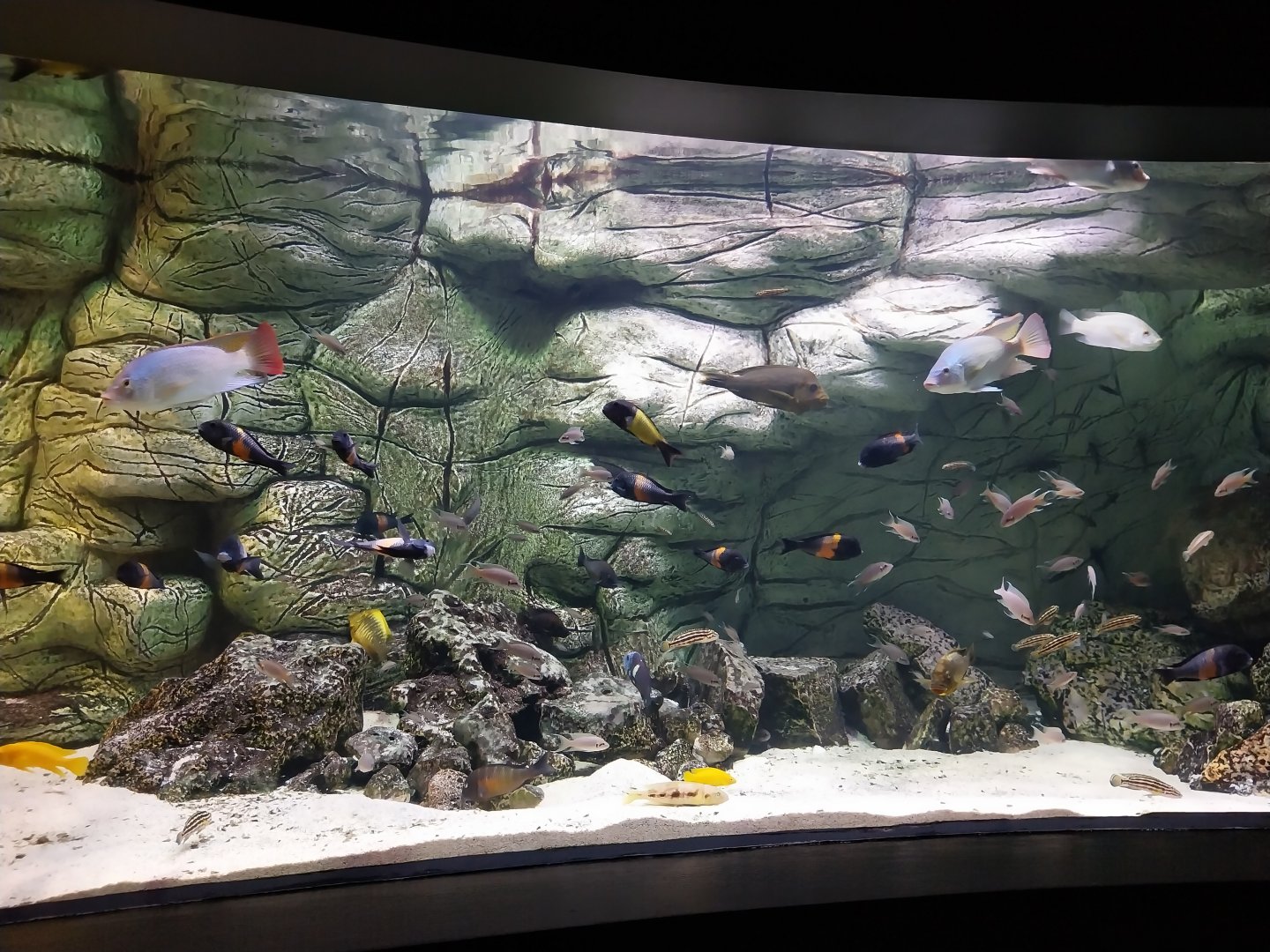 Palmiarnia Miejska Gliwice - Aquarium - Lake Tanganyika aquarium