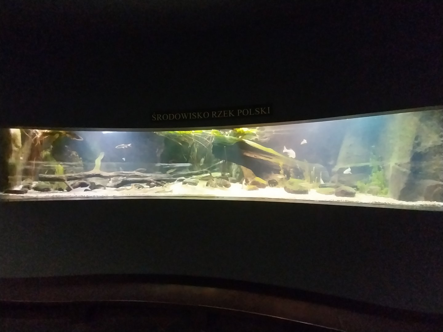 Palmiarnia Miejska Gliwice - Aquarium - Polish river aquarium