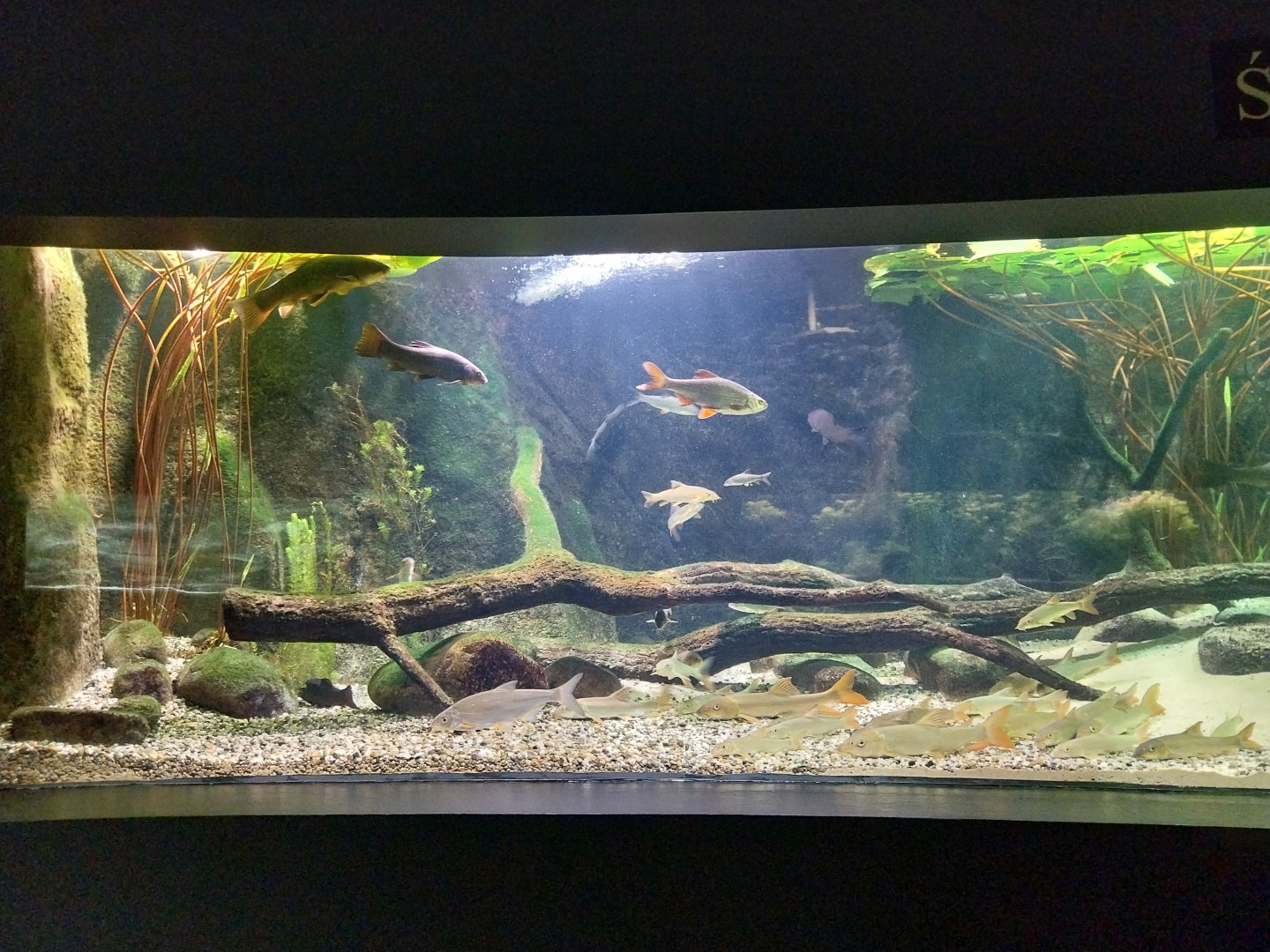 Palmiarnia Miejska Gliwice - Aquarium - Polish river aquarium
