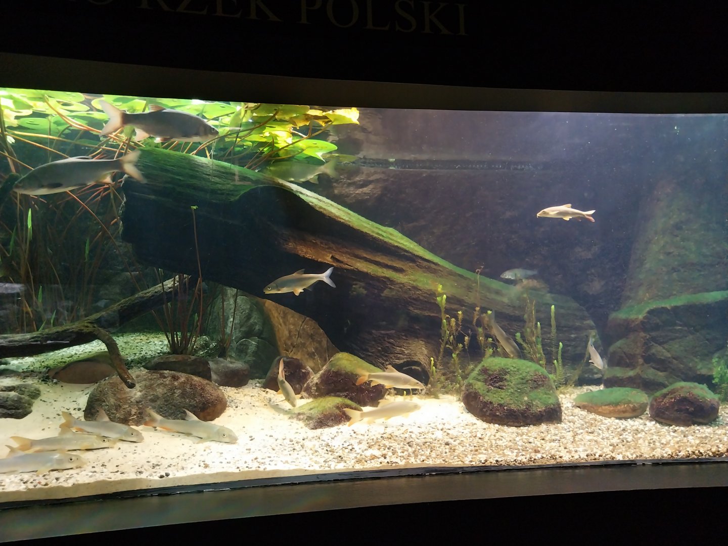Palmiarnia Miejska Gliwice - Aquarium - Polish river aquarium