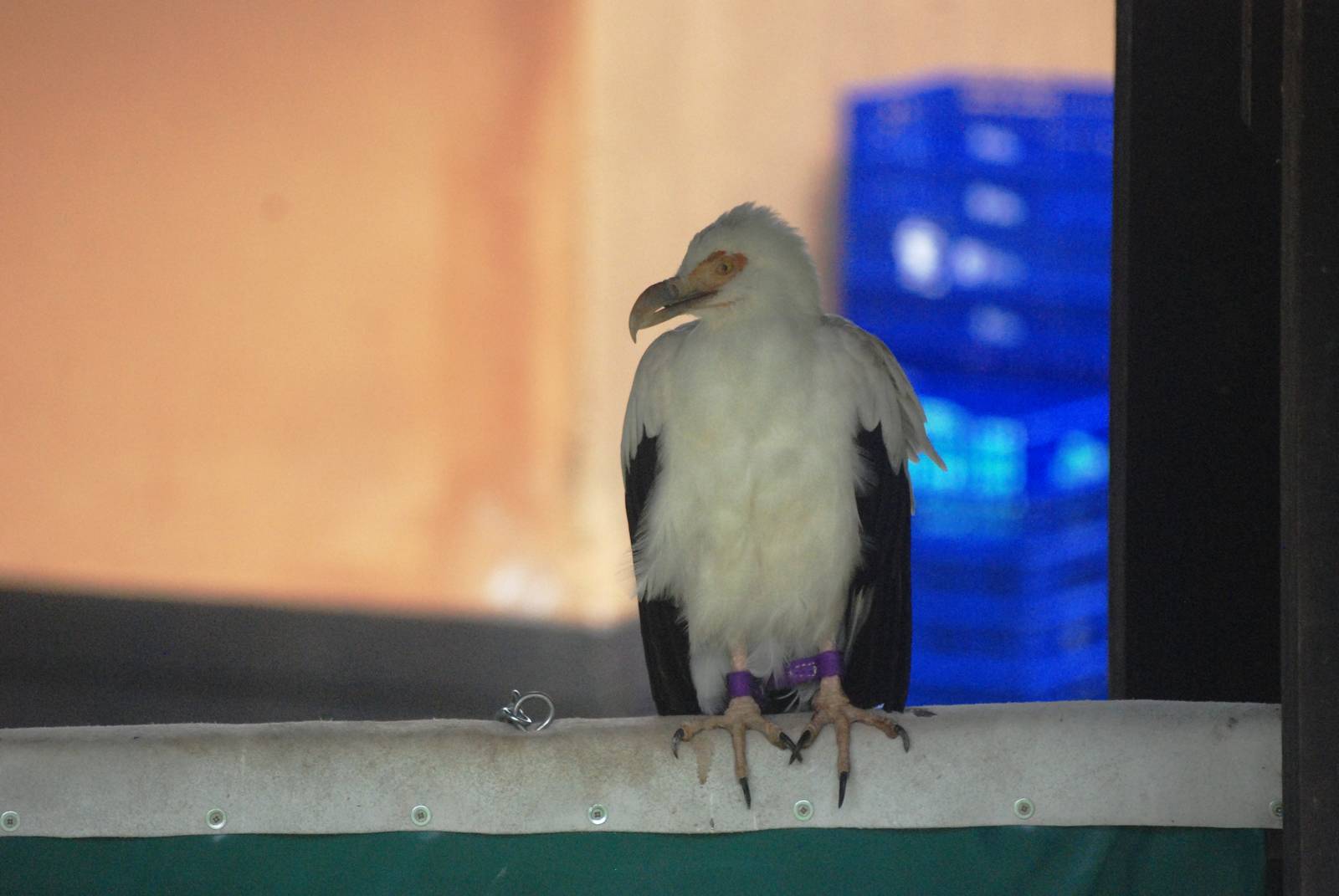 Palmnut Vulture at Cabarceno, 11/06/15