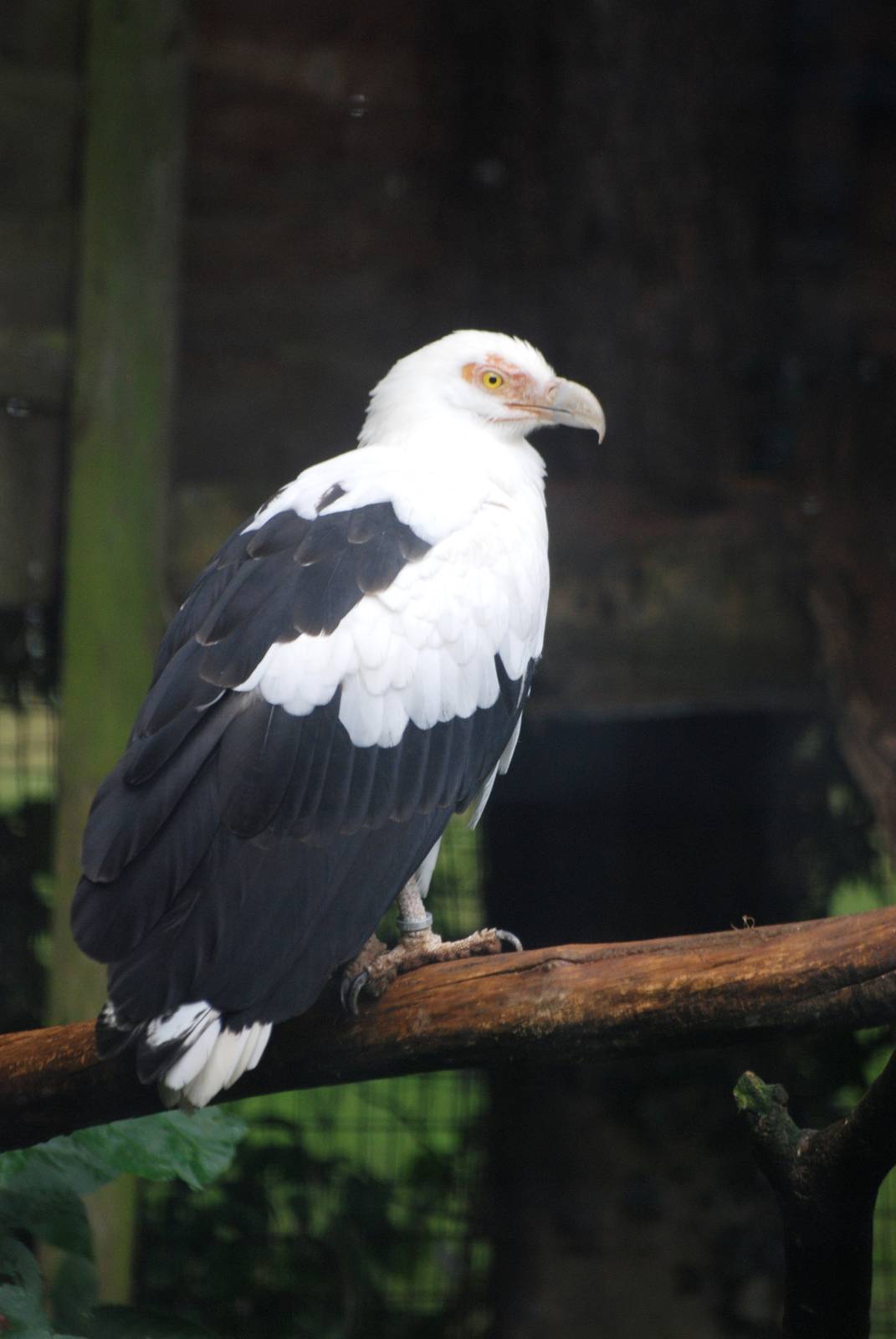 Palmnut Vulture at Cotswold Falconry Centre, 13/09/13