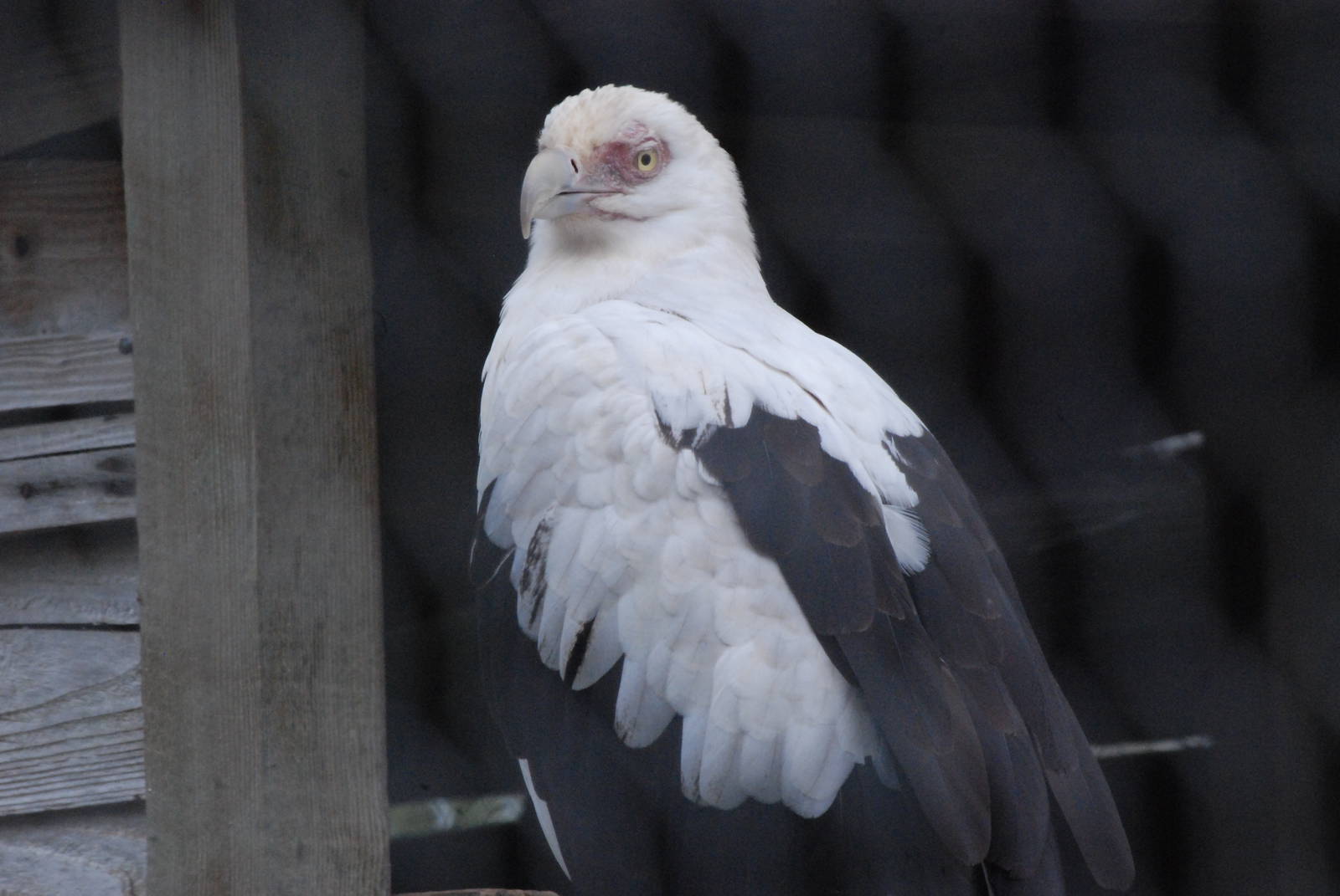 Palmnut Vulture at Hamerton, 08/10/11