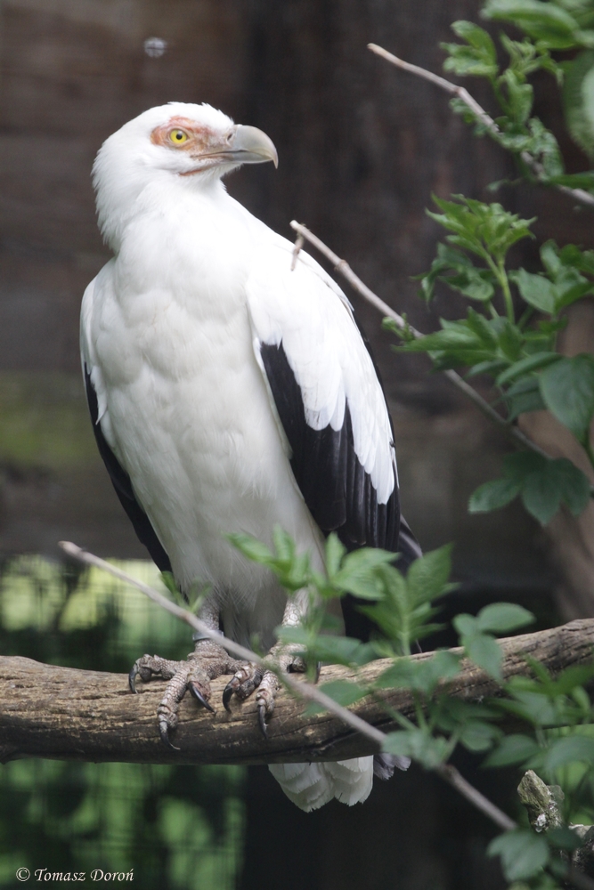 Palmnut Vulture (Gypohierax angolensis)