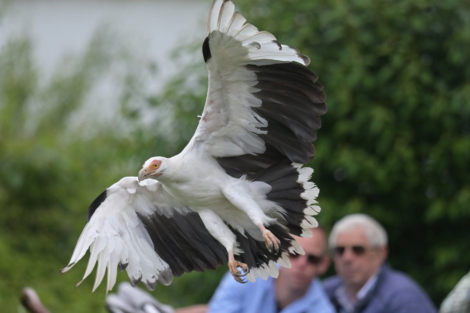 palmnut vulture (Gypohierax angolensis)