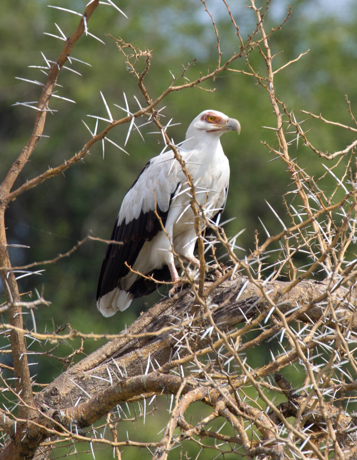 Palmnut Vulture