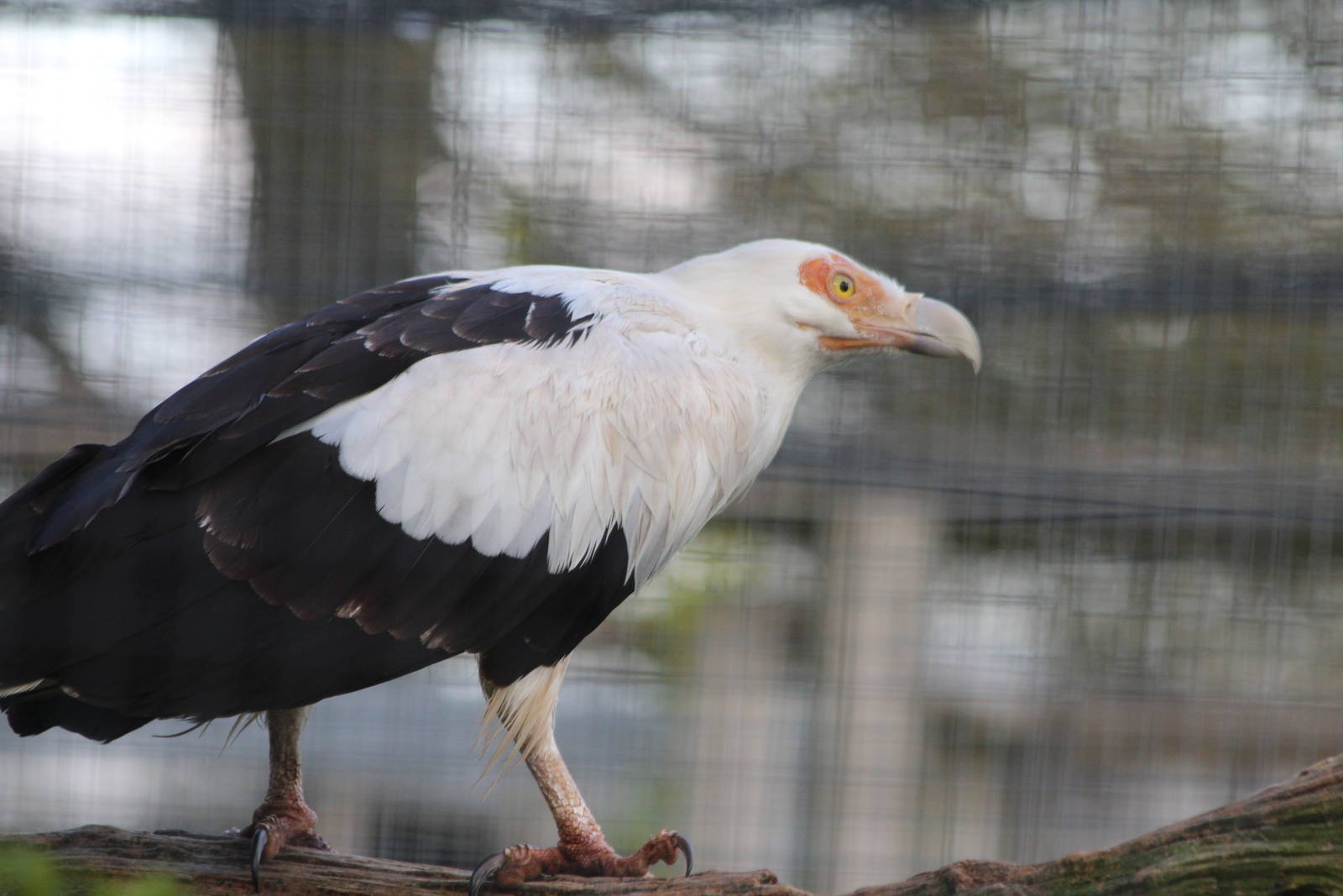 Palmnut Vulture