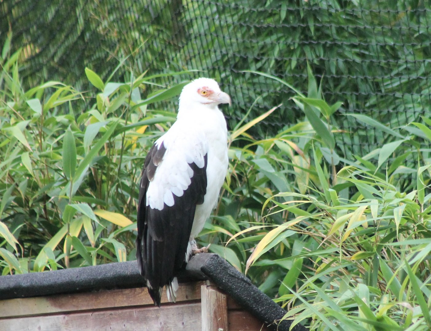 Palmnut vulture
