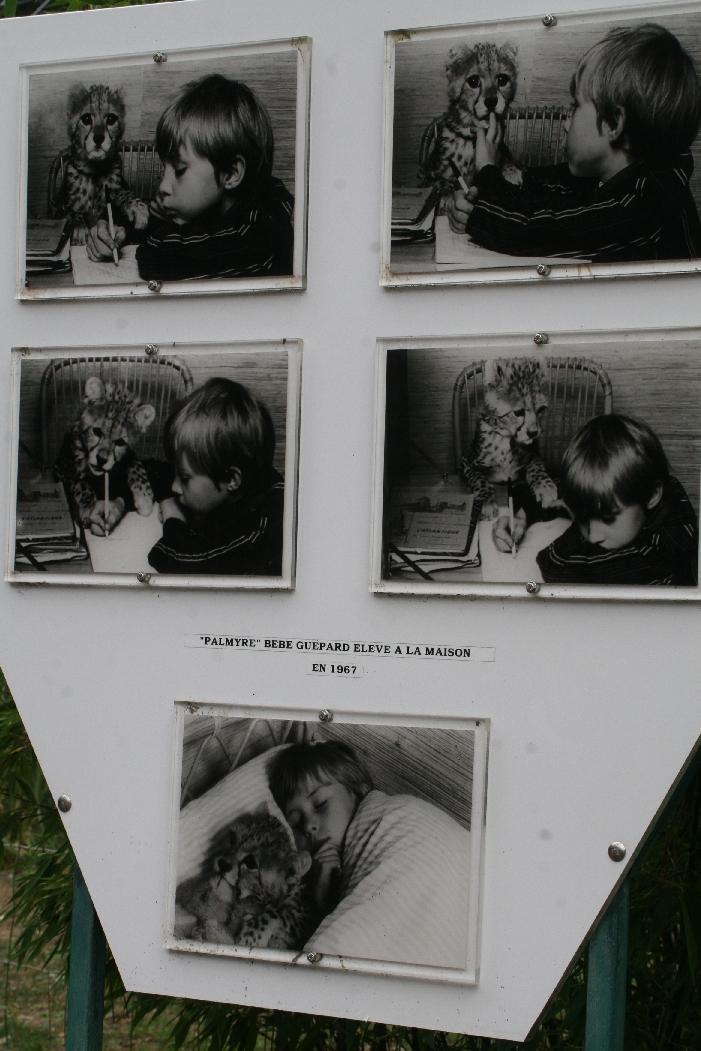 Palmyre Cheetah History