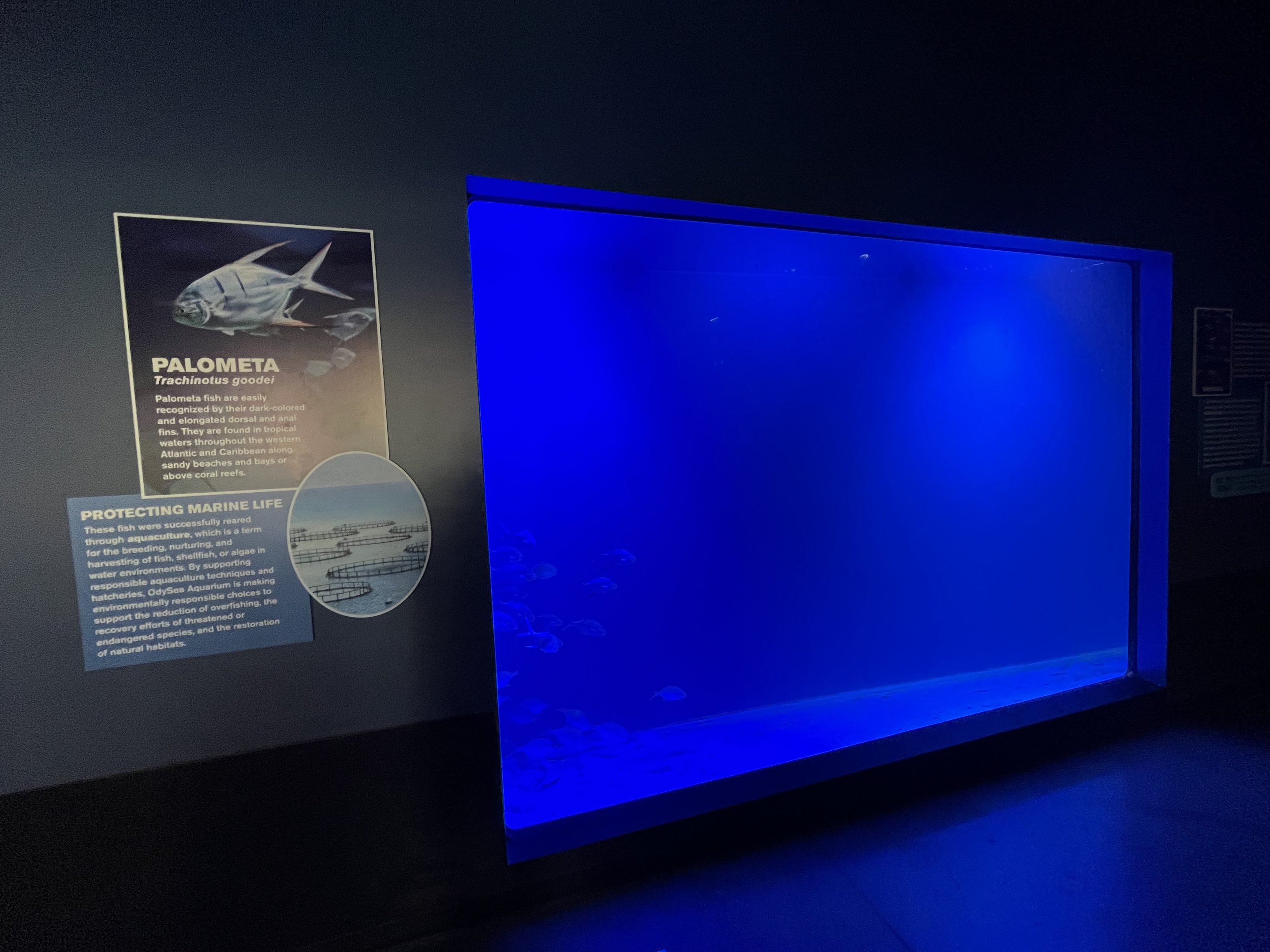 Palometa Exhibit