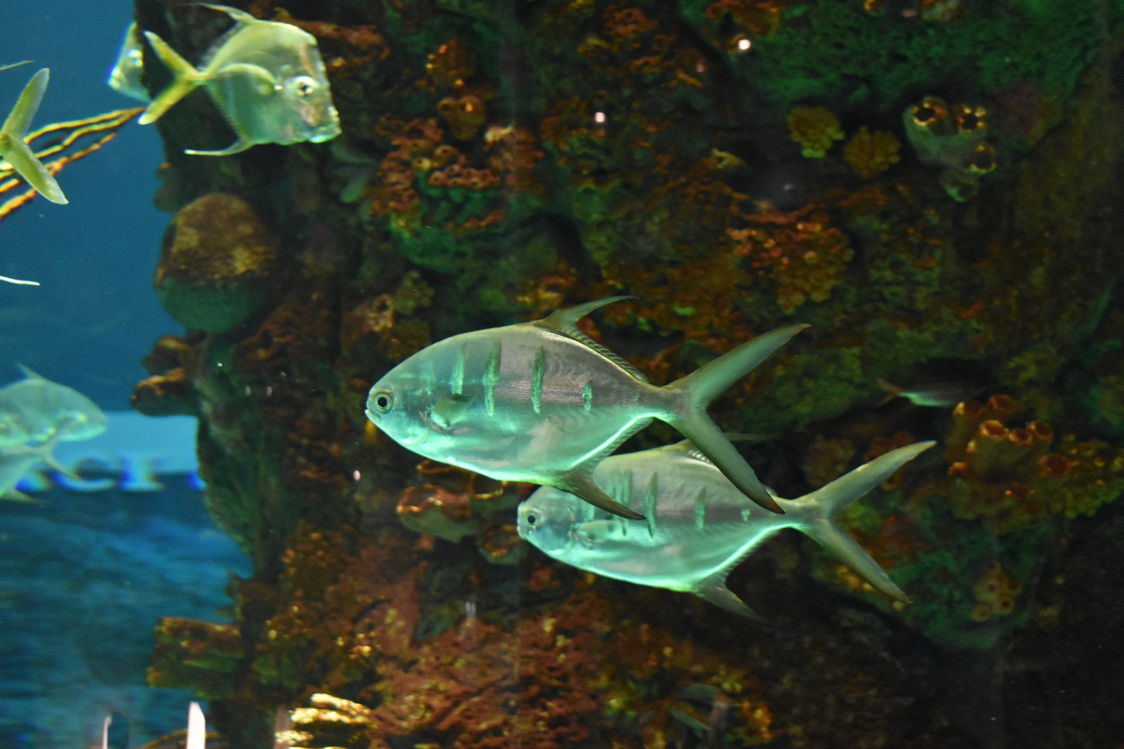 Palometa & Lookdowns
