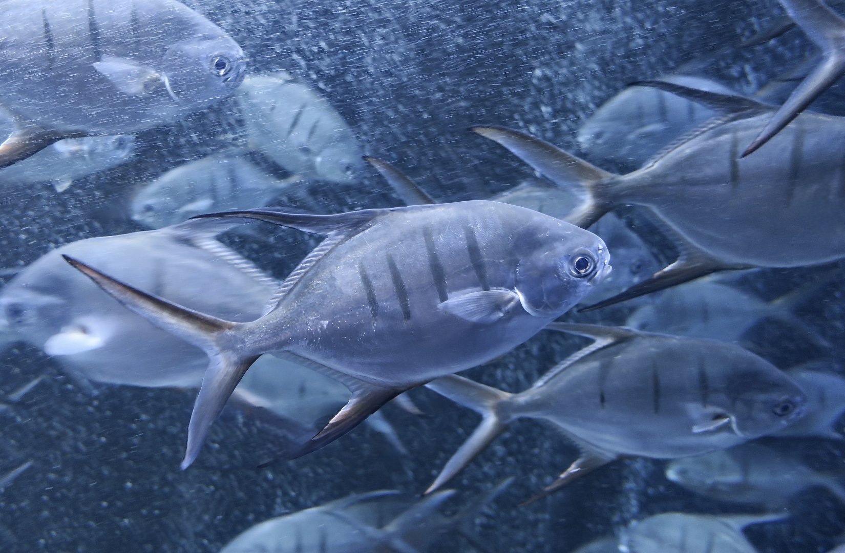 Palometa (Trachinotus goodei)