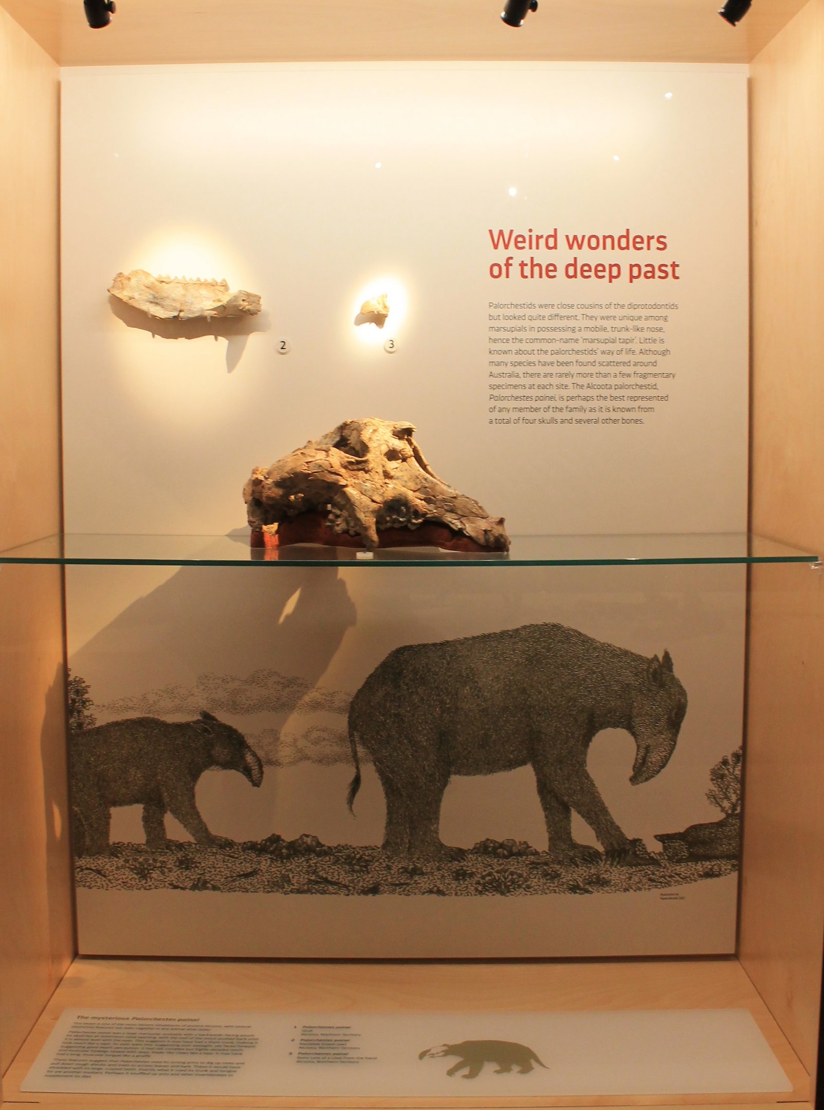 Palorchestes painei - Megafauna Central museum