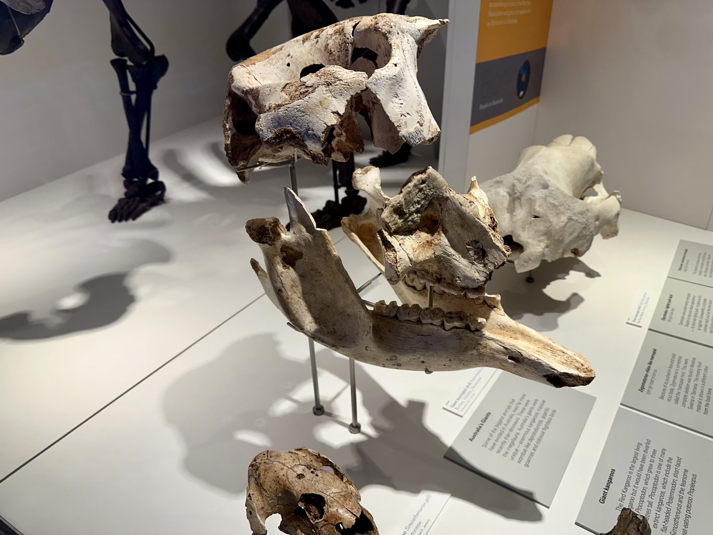 Palorchestes (Skull)