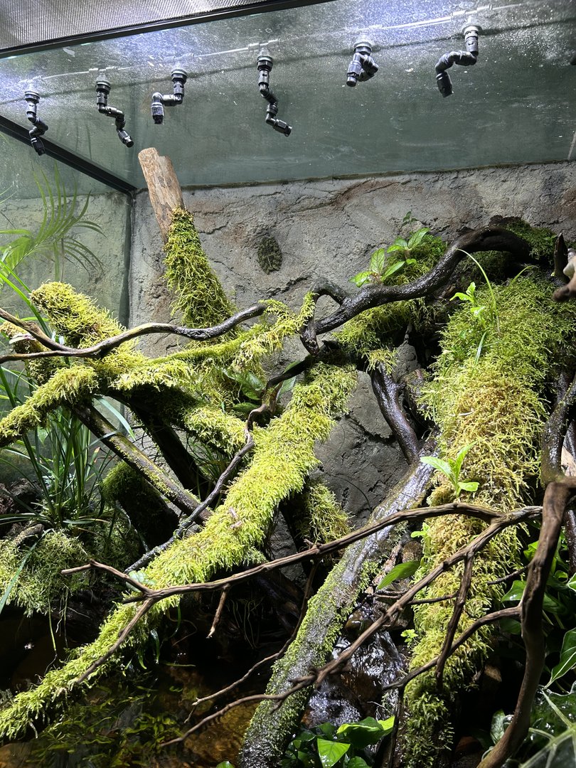 paludarium at Reptopia for Vietnamese Mossy Frogs