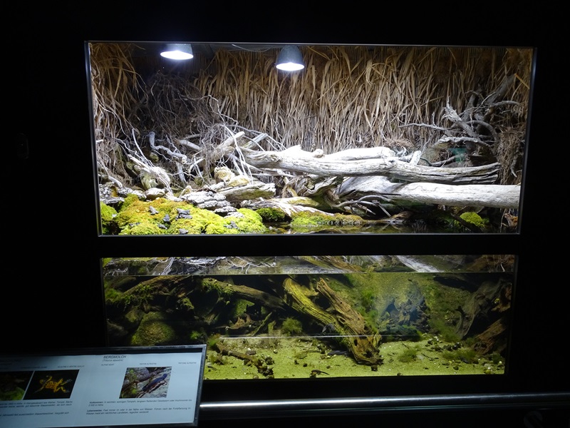 Paludarium for alpine newt and yellow-bellied toad