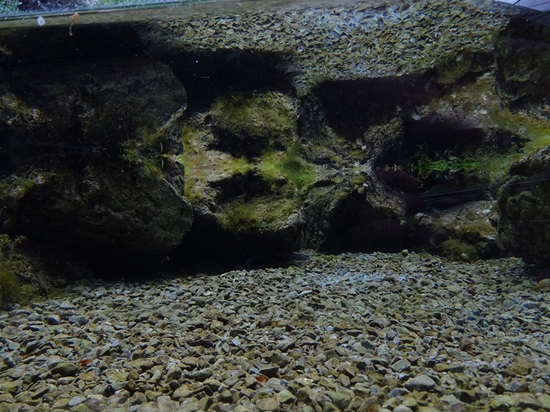 Paludarium for alpine newts