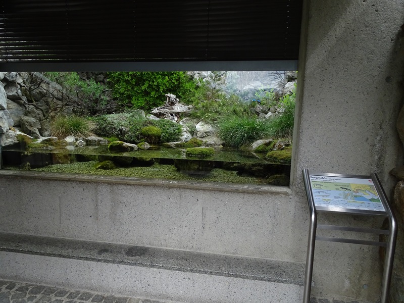 Paludarium for alpine newts