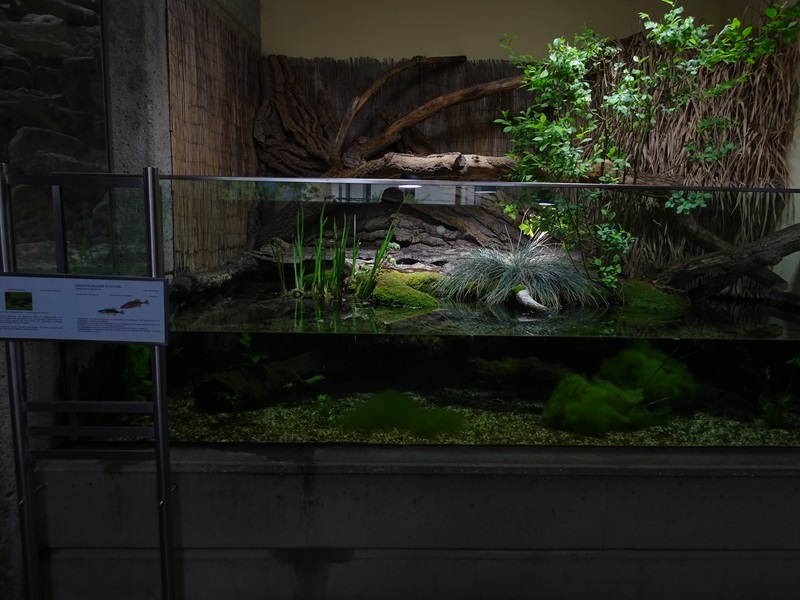 Paludarium for marsh frog and stickleback