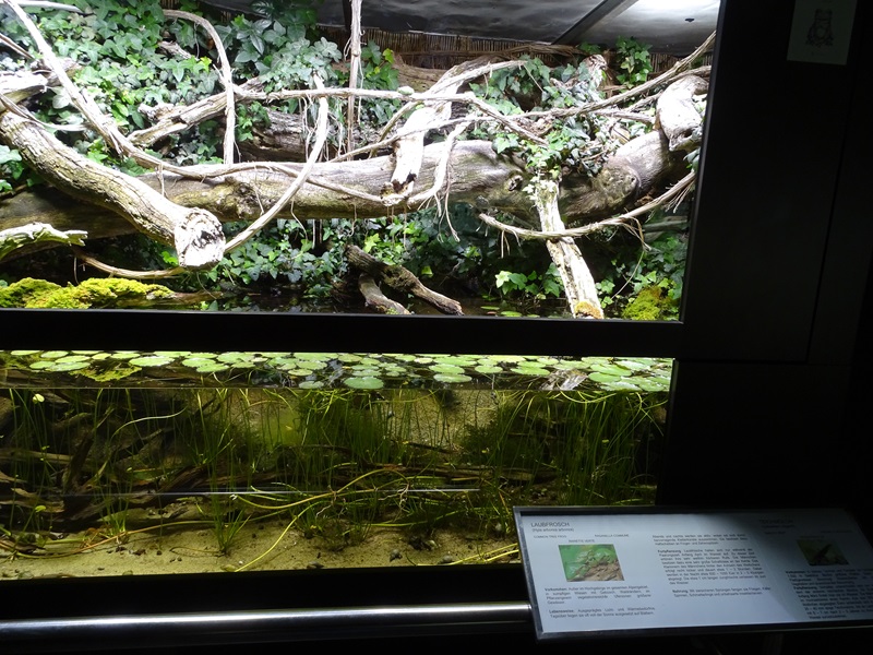 Paludarium for smooth newt and tree frog