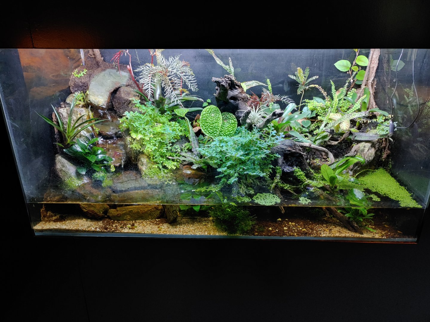 Paludarium with Blue vampire crab (Geosesarma dennerle).