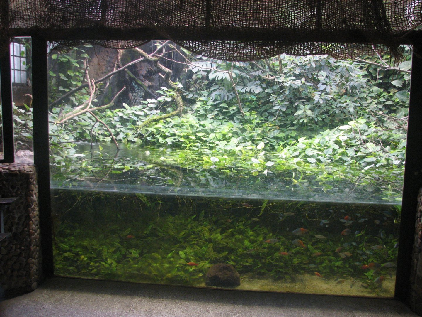 Paludarium with rainbowfishes