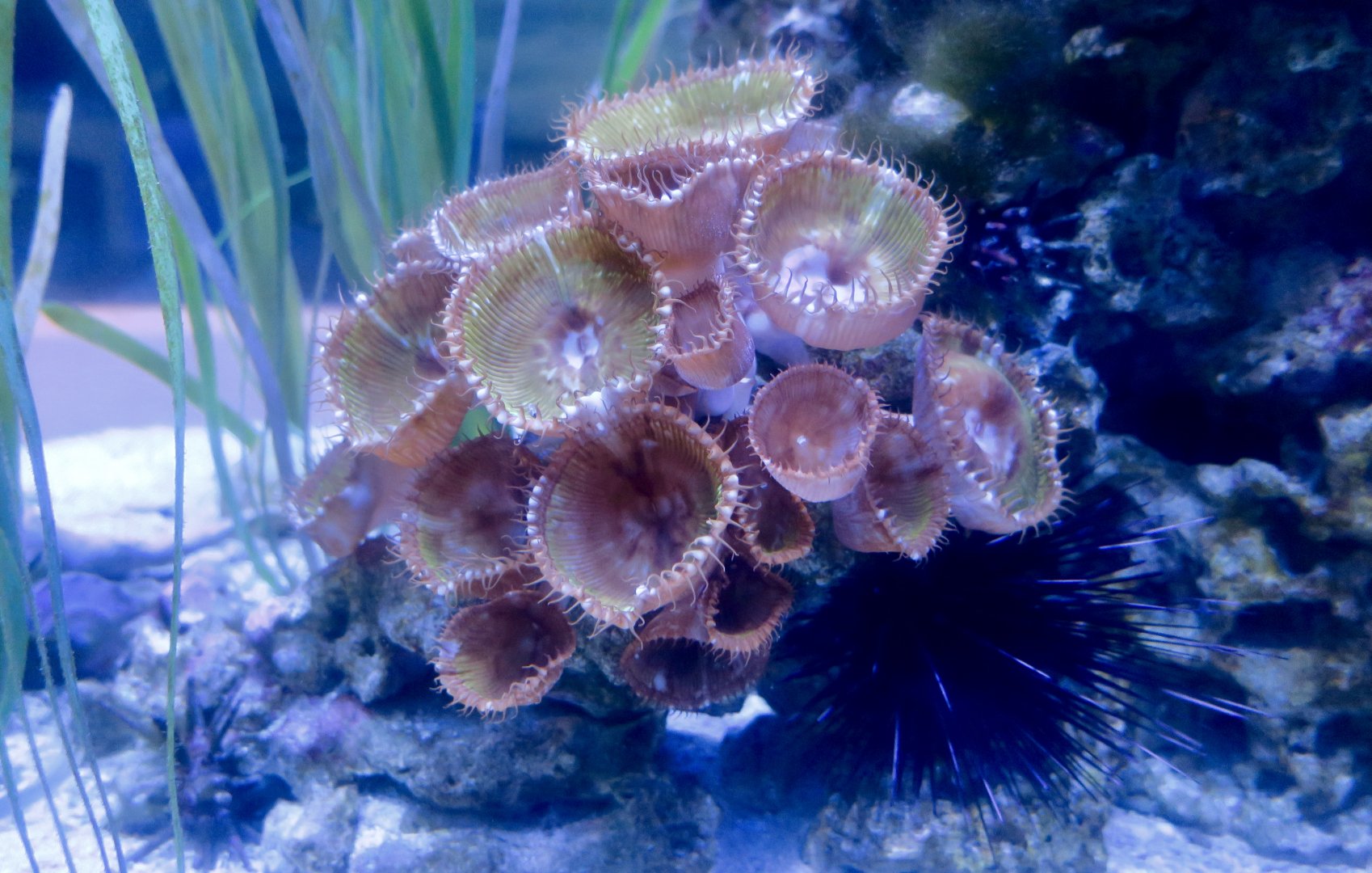 Palythoa grandis coral