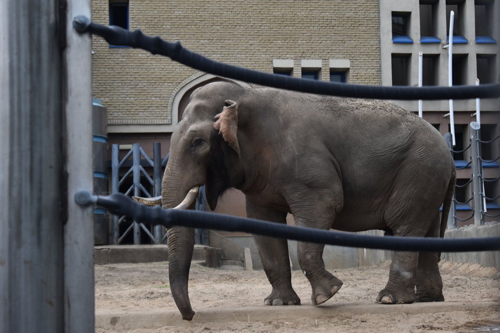 Pamir the Asian elephant