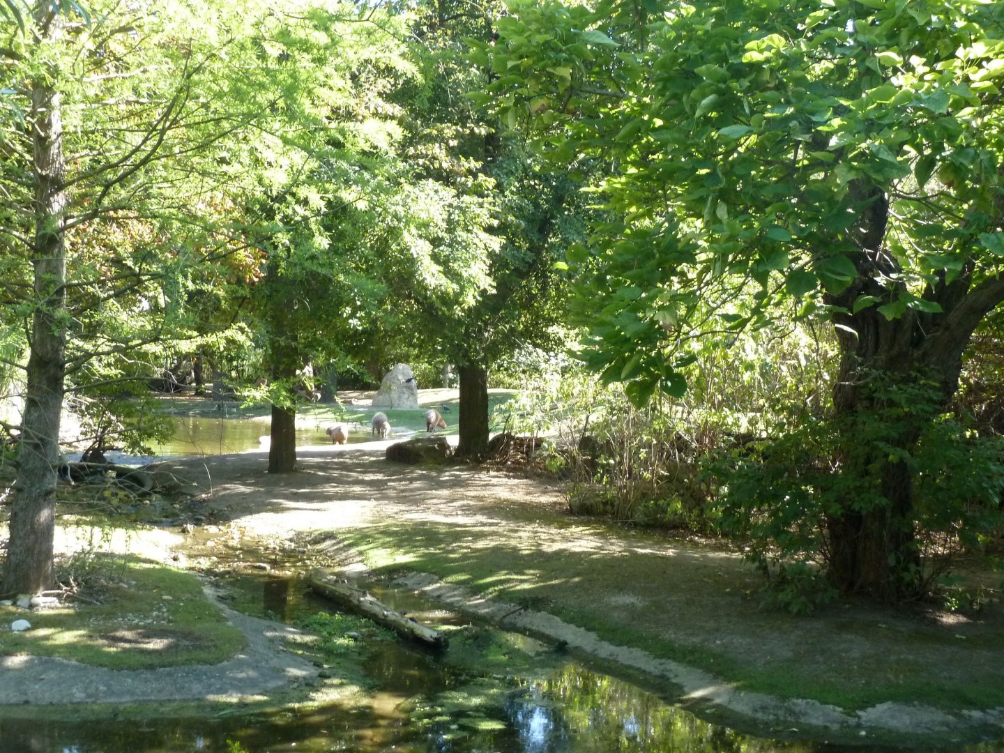 Pampa - Capybara (Hydrochoerus hydrochaeris)