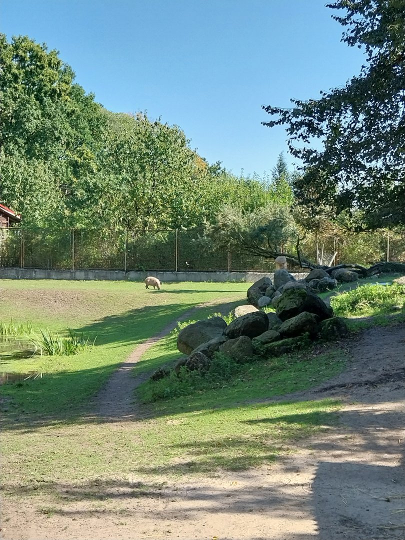 Pampa - Capybara (Hydrochoerus hydrochaeris)