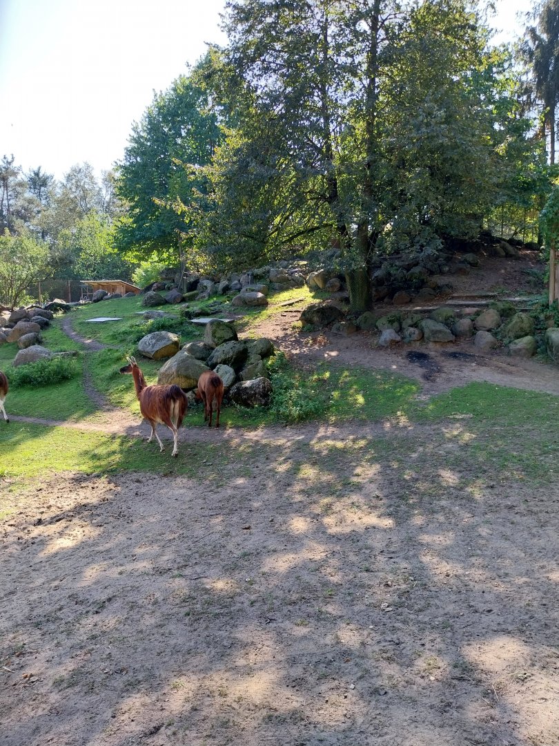 Pampa - Lama (Lama glama)