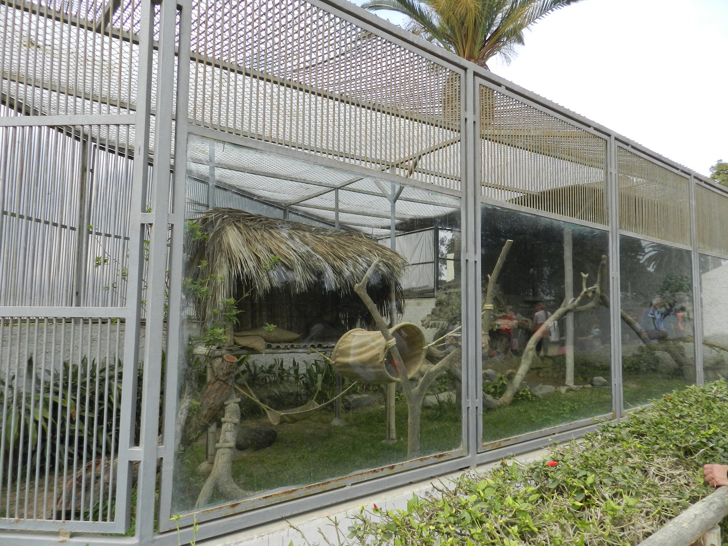 Pampas cat exhibit - Parque de Las Leyendas