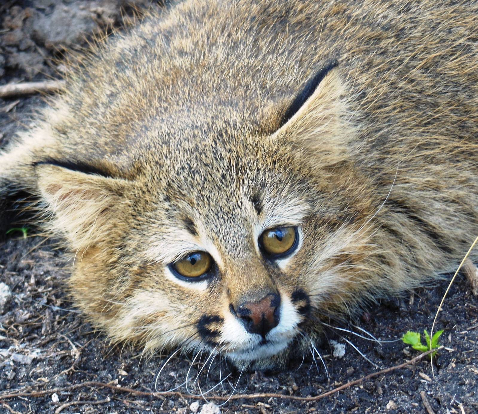 Pampas Cat F2