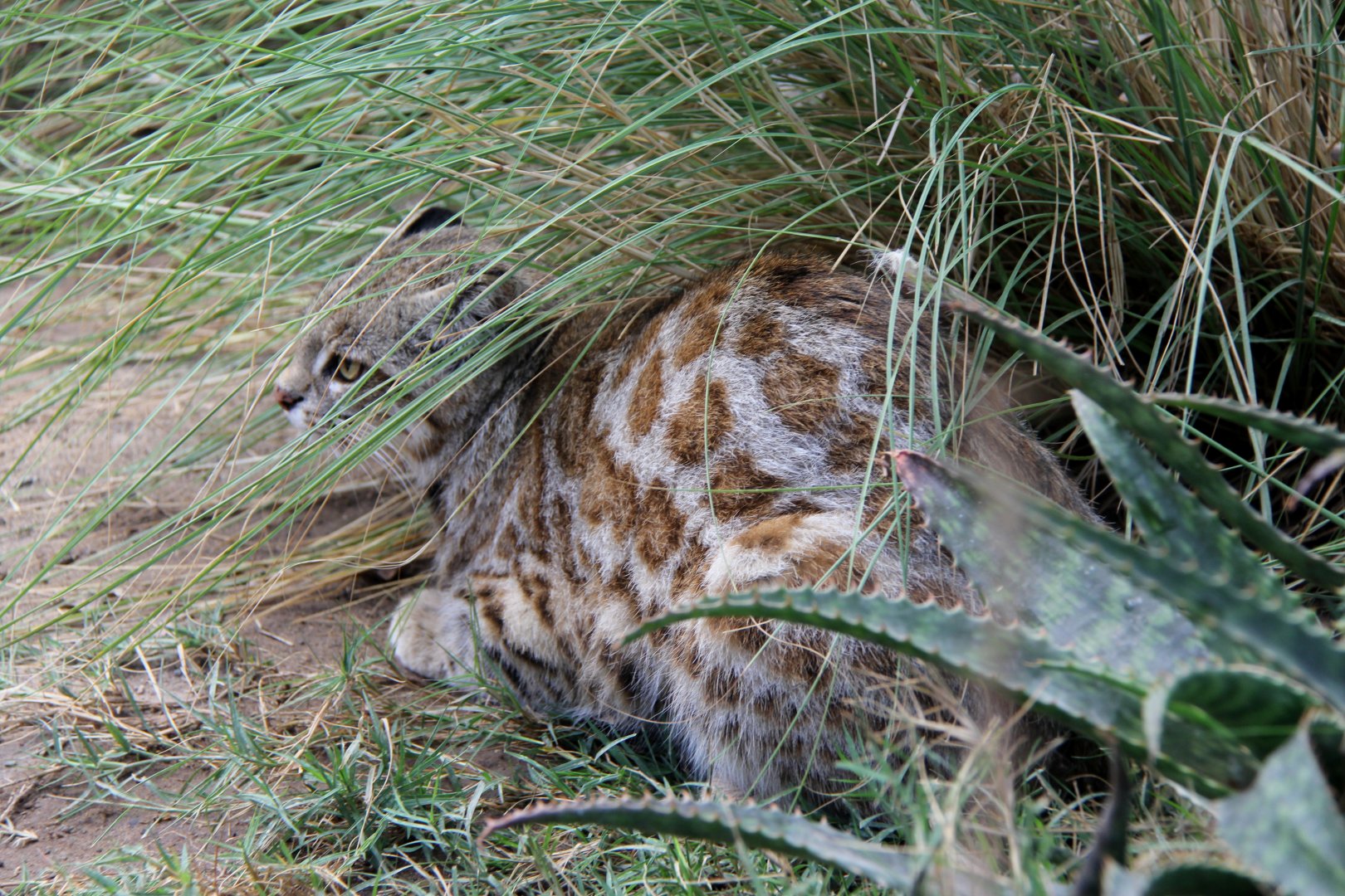 Pampas cat (Leopardus pajeros)