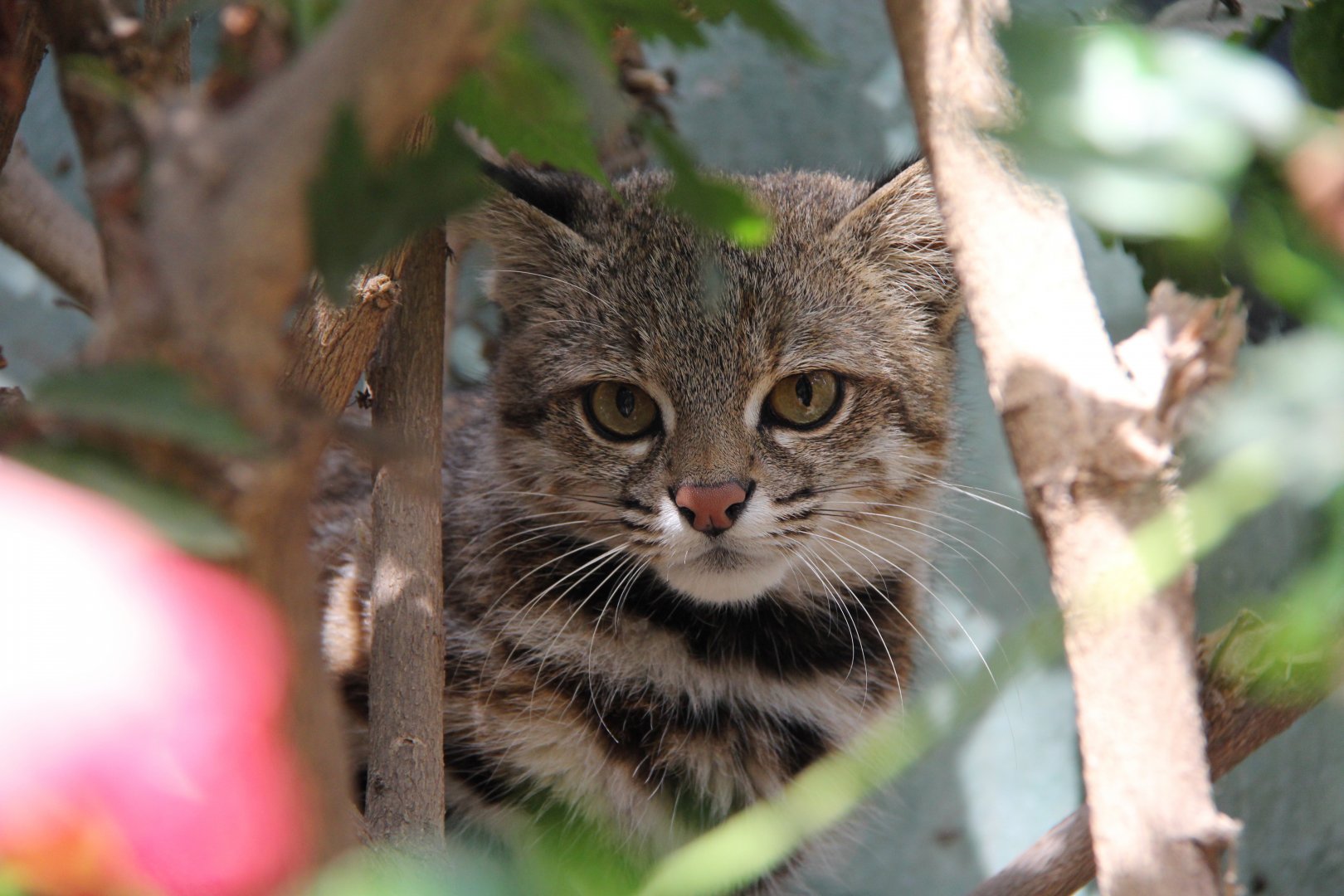 Pampas cat (Leopardus pajeros)