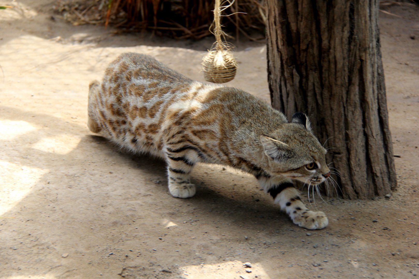 Pampas cat (Leopardus pajeros)