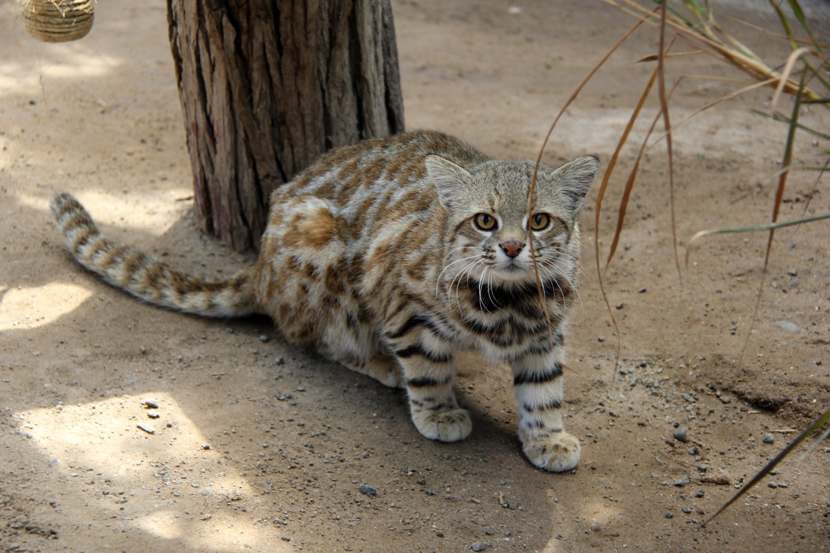 Pampas cat (Leopardus pajeros)