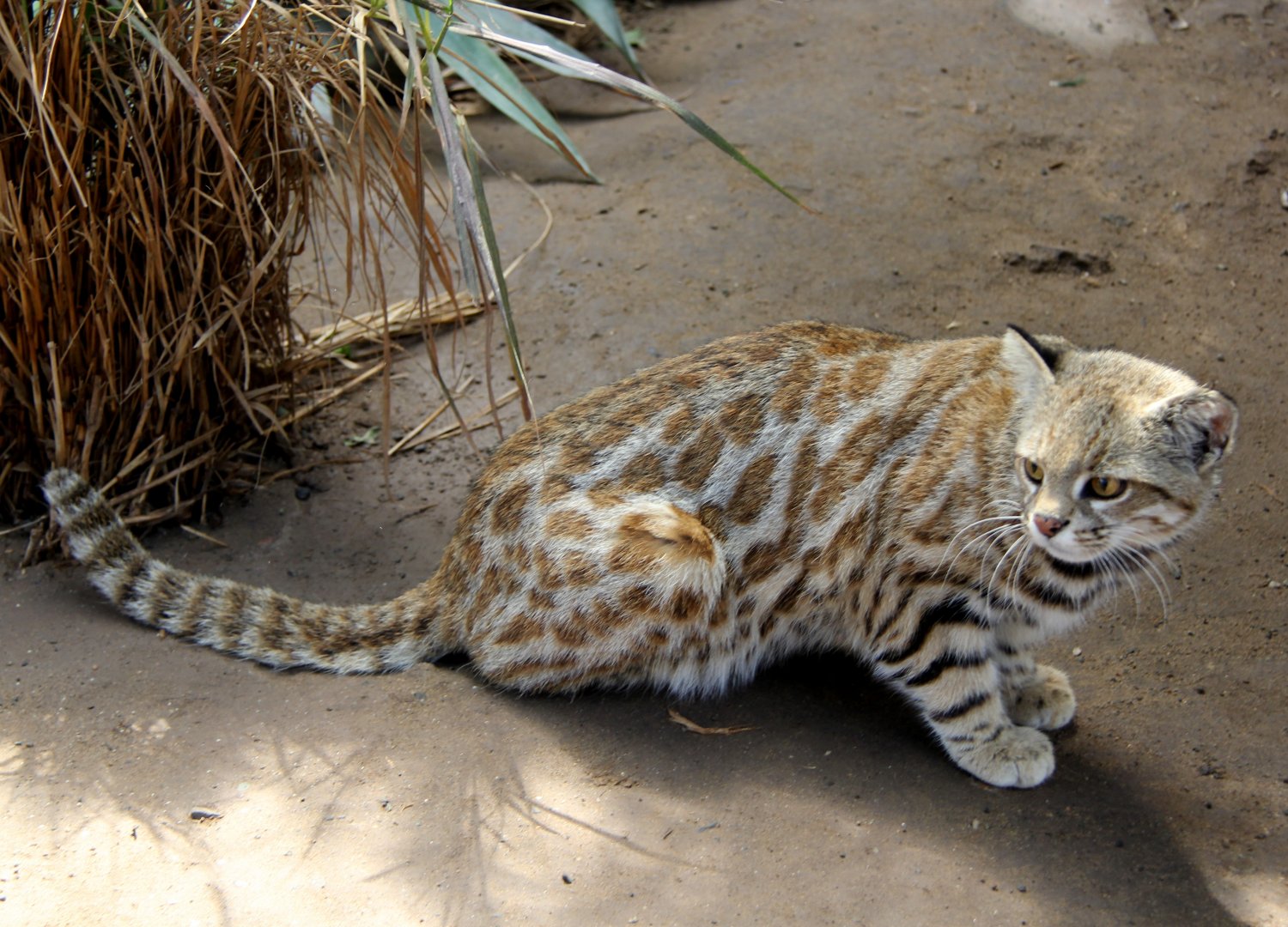 Pampas cat (Leopardus pajeros)