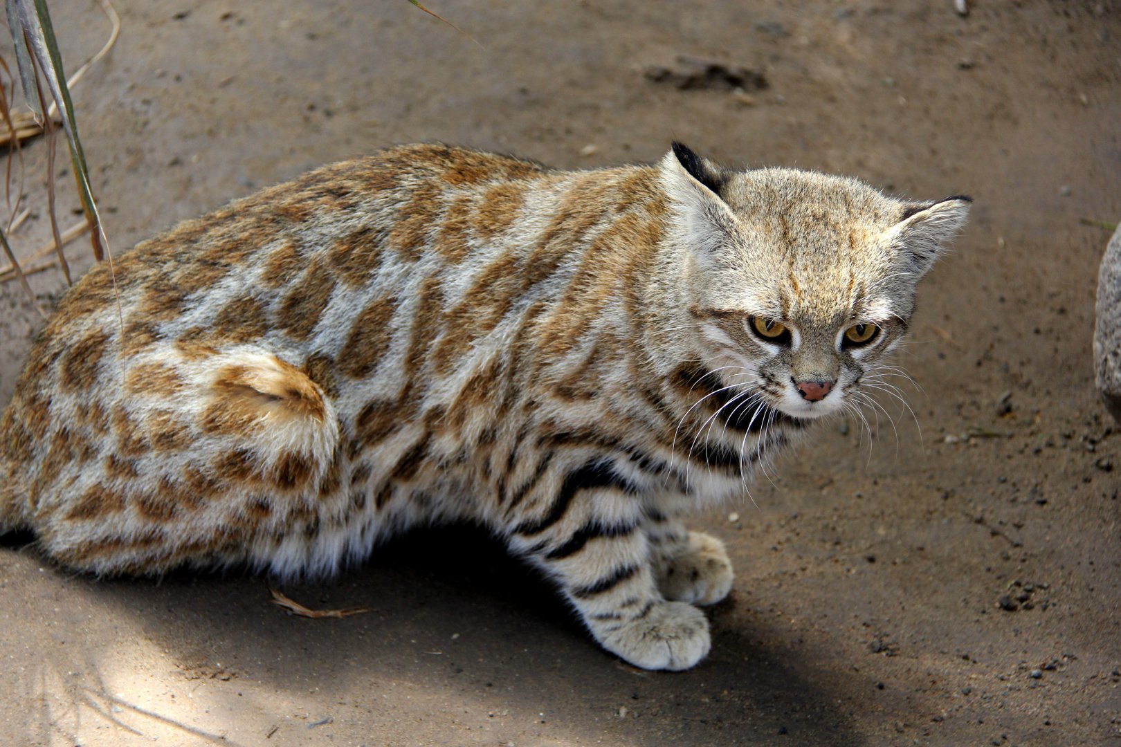 Pampas cat (Leopardus pajeros)