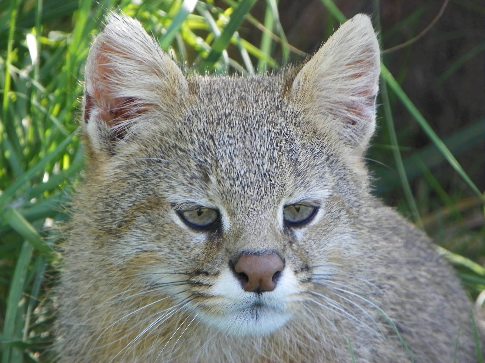 Pampas Cat