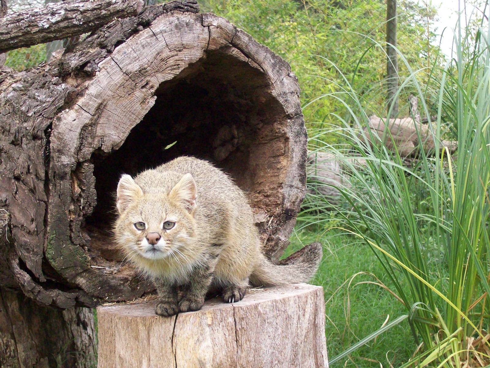 Pampas Cat
