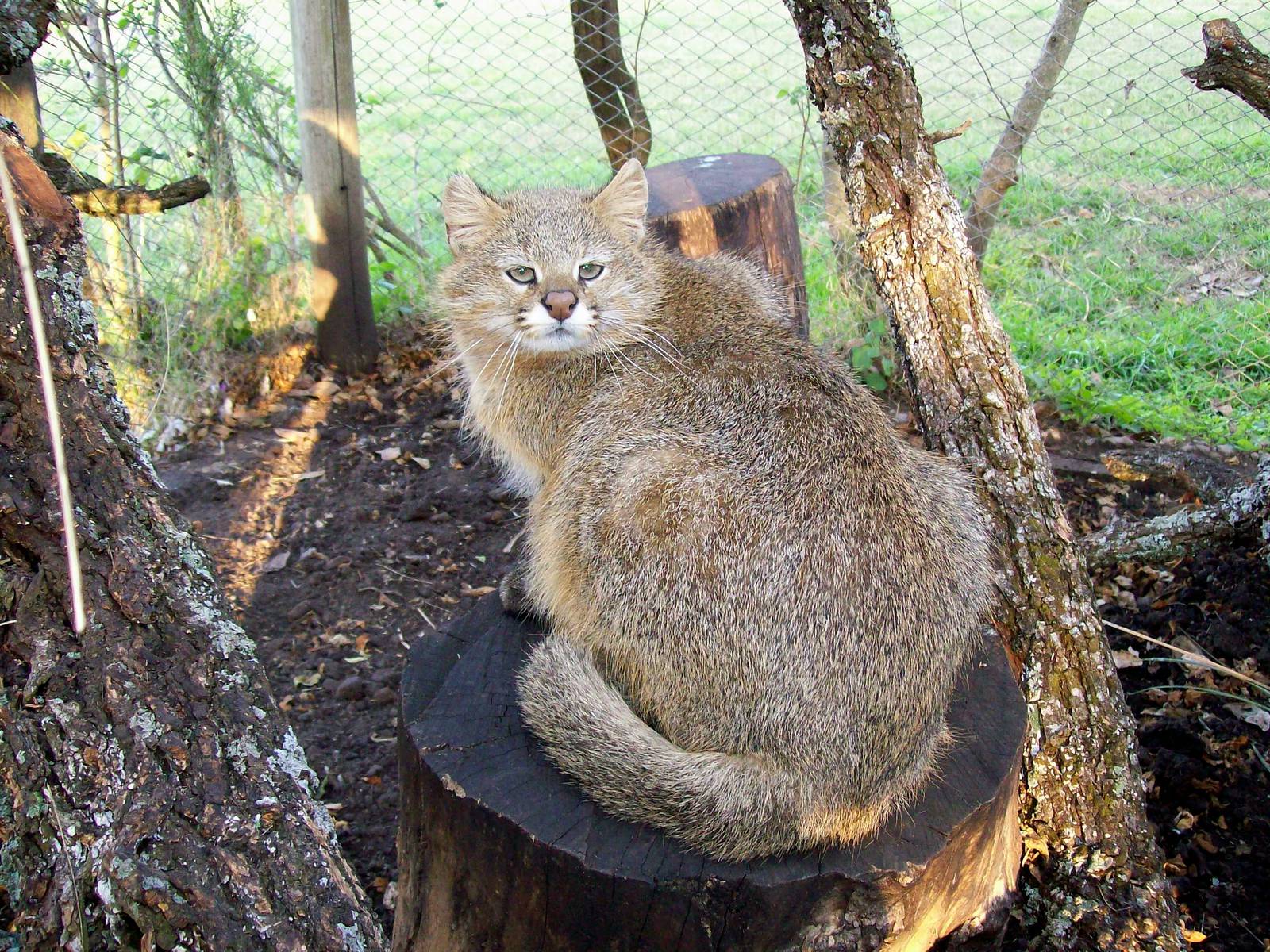 Pampas Cat